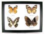 4 wunderschöne echte Schmetterlinge im Schaukasten 21,5 x 17,5 x 2 cm a_04q_05 – Bild 2