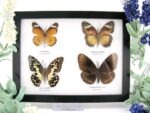 4 wunderschöne echte Schmetterlinge im Schaukasten 21,5 x 17,5 x 2 cm a_04q_05