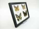 4 wunderschöne echte Schmetterlinge im Schaukasten 21,5 x 17,5 x 2 cm a_04q_05 – Bild 7