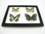 4 wunderschöne echte Schmetterlinge im Schaukasten 21,5 x 17,5 x 2 cm a_04q_05 – Bild 8