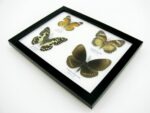 4 wunderschöne echte Schmetterlinge im Schaukasten 21,5 x 17,5 x 2 cm a_04q_05 – Bild 9