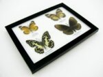 4 wunderschöne echte Schmetterlinge im Schaukasten 21,5 x 17,5 x 2 cm a_04q_05 – Bild 10