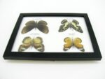 4 wunderschöne echte Schmetterlinge im Schaukasten 21,5 x 17,5 x 2 cm a_04q_05 – Bild 11