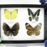 4 wunderschöne echte Schmetterlinge im Schaukasten 21,5 x 17,5 x 2 cm a_04q_06