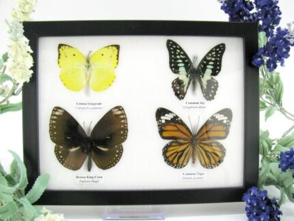 4 wunderschöne echte Schmetterlinge im Schaukasten 21,5 x 17,5 x 2 cm a_04q_06