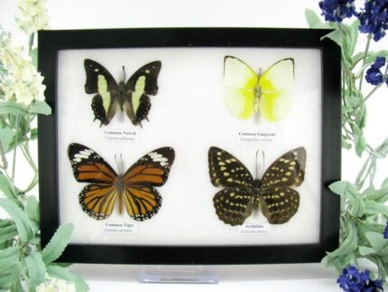 4 wunderschöne echte Schmetterlinge im Schaukasten 21,5 x 17,5 x 2 cm a_04q_08