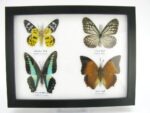 4 wunderschöne echte Schmetterlinge im Schaukasten 21,5 x 17,5 x 2 cm a_04q_09 – Bild 2
