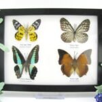4 wunderschöne echte Schmetterlinge im Schaukasten 21,5 x 17,5 x 2 cm a_04q_09