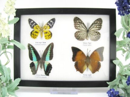 4 wunderschöne echte Schmetterlinge im Schaukasten 21,5 x 17,5 x 2 cm a_04q_09