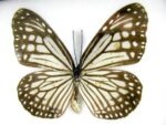 4 wunderschöne echte Schmetterlinge im Schaukasten 21,5 x 17,5 x 2 cm a_04q_09 – Bild 5