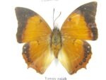4 wunderschöne echte Schmetterlinge im Schaukasten 21,5 x 17,5 x 2 cm a_04q_09 – Bild 6