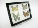 4 wunderschöne echte Schmetterlinge im Schaukasten 21,5 x 17,5 x 2 cm a_04q_09 – Bild 7