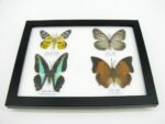 4 wunderschöne echte Schmetterlinge im Schaukasten 21,5 x 17,5 x 2 cm a_04q_09 – Bild 8
