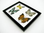 4 wunderschöne echte Schmetterlinge im Schaukasten 21,5 x 17,5 x 2 cm a_04q_09 – Bild 9