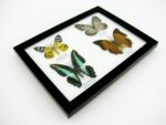 4 wunderschöne echte Schmetterlinge im Schaukasten 21,5 x 17,5 x 2 cm a_04q_09 – Bild 10