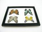 4 wunderschöne echte Schmetterlinge im Schaukasten 21,5 x 17,5 x 2 cm a_04q_09 – Bild 11