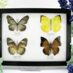 4 wunderschöne echte Schmetterlinge im Schaukasten 21,5 x 17,5 x 2 cm a_04q_11