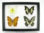 4 wunderschöne echte Schmetterlinge im Schaukasten 21,5 x 17,5 x 2 cm a_04q_12 – Bild 2