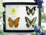 4 wunderschöne echte Schmetterlinge im Schaukasten 21,5 x 17,5 x 2 cm a_04q_12