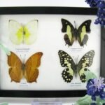 4 wunderschöne echte Schmetterlinge im Schaukasten 21,5 x 17,5 x 2 cm a_04q_12