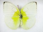 4 wunderschöne echte Schmetterlinge im Schaukasten 21,5 x 17,5 x 2 cm a_04q_12 – Bild 3
