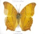 4 wunderschöne echte Schmetterlinge im Schaukasten 21,5 x 17,5 x 2 cm a_04q_12 – Bild 4