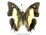 4 wunderschöne echte Schmetterlinge im Schaukasten 21,5 x 17,5 x 2 cm a_04q_12 – Bild 5