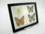 4 wunderschöne echte Schmetterlinge im Schaukasten 21,5 x 17,5 x 2 cm a_04q_12 – Bild 7