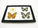 4 wunderschöne echte Schmetterlinge im Schaukasten 21,5 x 17,5 x 2 cm a_04q_12 – Bild 8