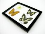 4 wunderschöne echte Schmetterlinge im Schaukasten 21,5 x 17,5 x 2 cm a_04q_12 – Bild 9