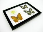 4 wunderschöne echte Schmetterlinge im Schaukasten 21,5 x 17,5 x 2 cm a_04q_12 – Bild 10