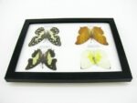 4 wunderschöne echte Schmetterlinge im Schaukasten 21,5 x 17,5 x 2 cm a_04q_12 – Bild 11