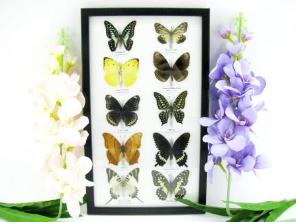 10 wunderschöne echte Schmetterlinge im Rahmen als Wandbild - A-10-h-02
