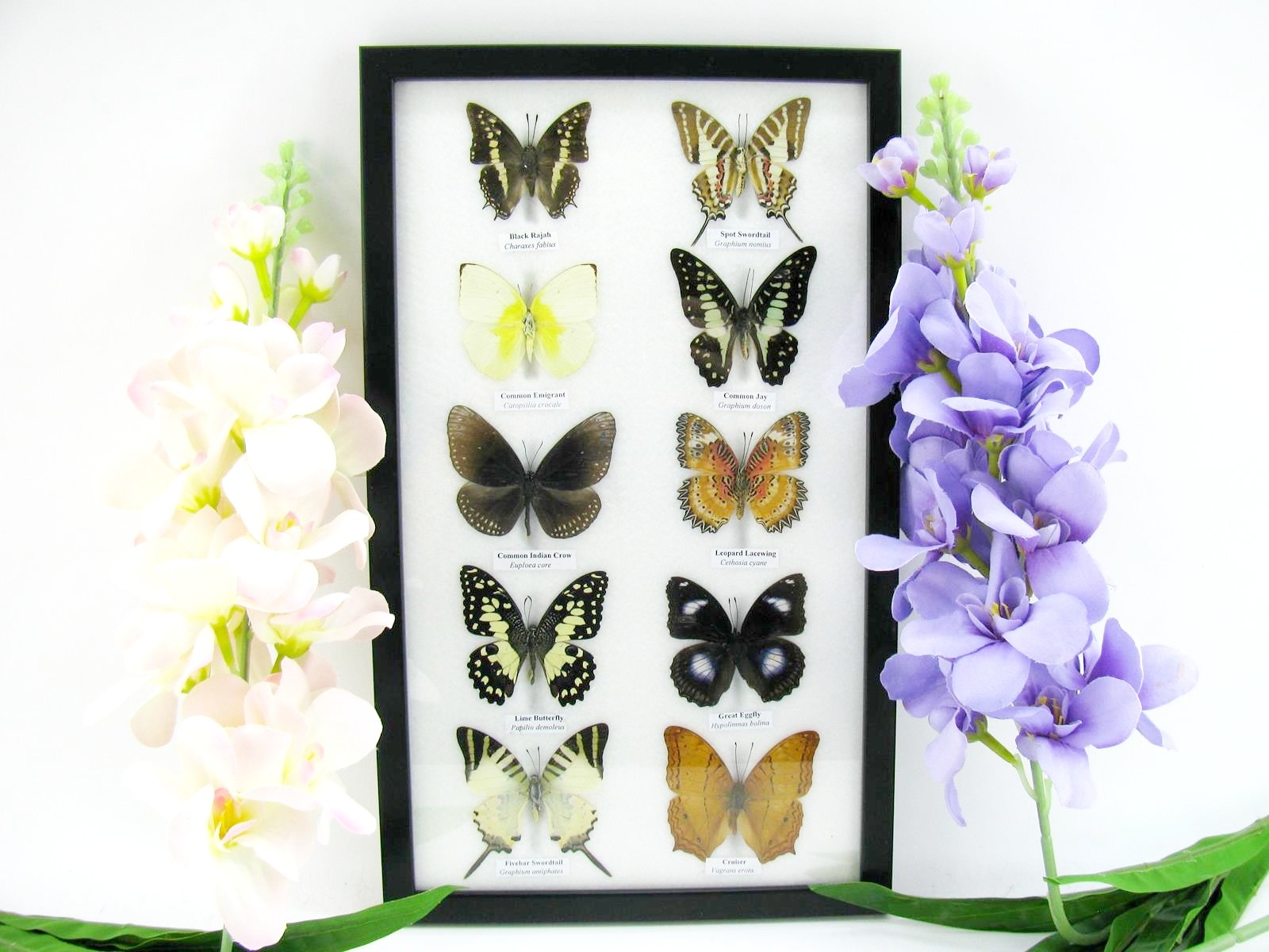 10 präparierte echte Schmetteringe im Set 03 a