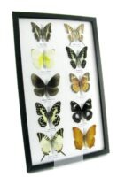 10 wunderschöne echte Schmetterlinge im Rahmen als Wandbild - A-10-h-03 – Bild 2
