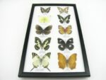 10 wunderschöne echte Schmetterlinge im Rahmen als Wandbild - A-10-h-03 – Bild 4