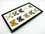 10 wunderschöne echte Schmetterlinge im Rahmen als Wandbild - A-10-h-03 – Bild 5