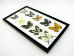 10 wunderschöne echte Schmetterlinge im Rahmen als Wandbild - A-10-h-03 – Bild 6