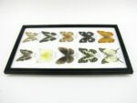 10 wunderschöne echte Schmetterlinge im Rahmen als Wandbild - A-10-h-03 – Bild 7