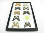 10 wunderschöne echte Schmetterlinge im Rahmen als Wandbild - A-10-h-03 – Bild 8