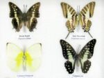 10 wunderschöne echte Schmetterlinge im Rahmen als Wandbild - A-10-h-03 – Bild 9