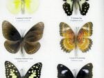 10 wunderschöne echte Schmetterlinge im Rahmen als Wandbild - A-10-h-03 – Bild 10