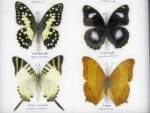 10 wunderschöne echte Schmetterlinge im Rahmen als Wandbild - A-10-h-03 – Bild 11