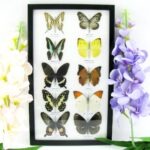 10 wunderschöne echte Schmetterlinge im Rahmen als Wandbild - A-10-h-04