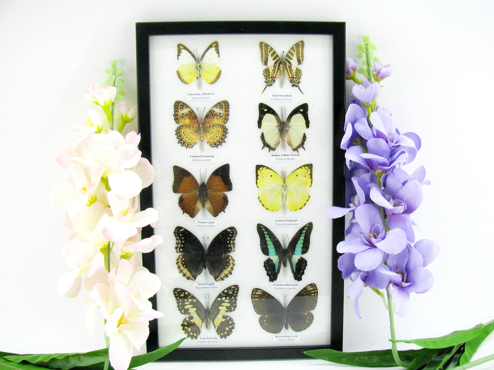 10 präparierte echte Schmetteringe im Set 05 a