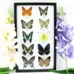 10 wunderschöne echte Schmetterlinge im Rahmen als Wandbild - A-10-h-06