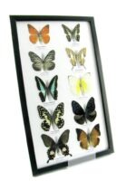 10 wunderschöne echte Schmetterlinge im Rahmen als Wandbild - A-10-h-06 – Bild 2