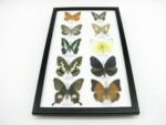 10 wunderschöne echte Schmetterlinge im Rahmen als Wandbild - A-10-h-06 – Bild 4