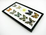 10 wunderschöne echte Schmetterlinge im Rahmen als Wandbild - A-10-h-06 – Bild 6