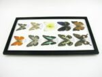 10 wunderschöne echte Schmetterlinge im Rahmen als Wandbild - A-10-h-06 – Bild 7